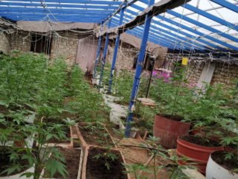 Κρήτη: Σύλληψη τεσσάρων Ελλήνων για καλλιέργεια και διακίνηση κάνναβης [εικόνες] | iefimerida.gr 0