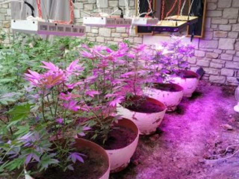 Κρήτη: Σύλληψη τεσσάρων Ελλήνων για καλλιέργεια και διακίνηση κάνναβης [εικόνες] | iefimerida.gr 2