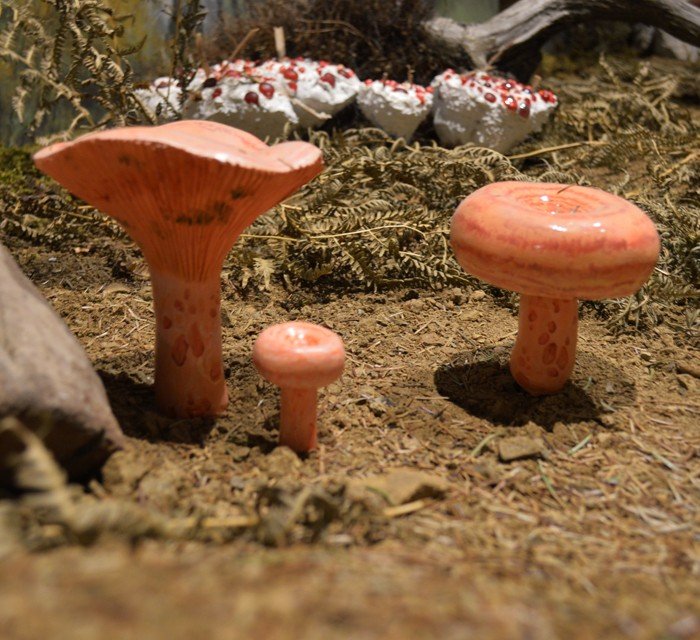 Μετέωρα: Ενα απίστευτο Μουσείο Μανιταριών προσφέρει γνώση και γεύσεις [εικόνες] | iefimerida.gr 5