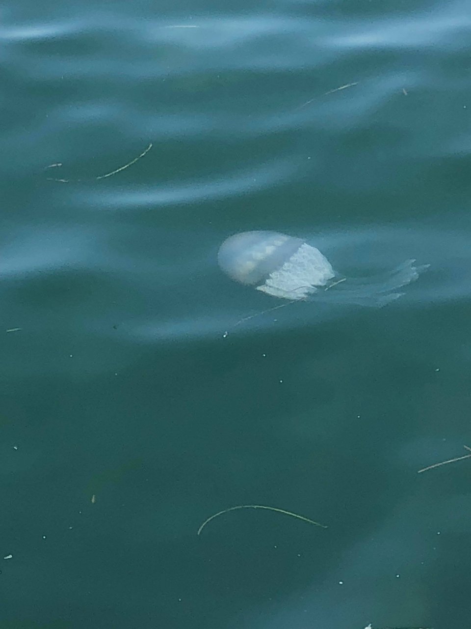 Τεραστίων διαστάσεων μέδουσες στο Θερμαϊκό [εικόνες]   | iefimerida.gr 0