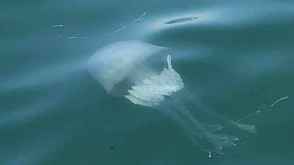 Τεραστίων διαστάσεων μέδουσες στο Θερμαϊκό [εικόνες]   | iefimerida.gr 1