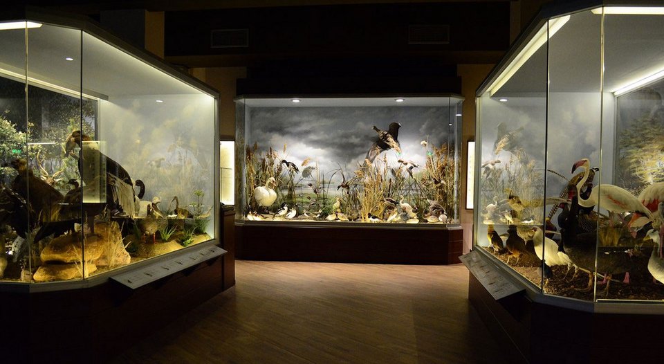 Μετέωρα: Ενα απίστευτο Μουσείο Μανιταριών προσφέρει γνώση και γεύσεις [εικόνες] | iefimerida.gr 1