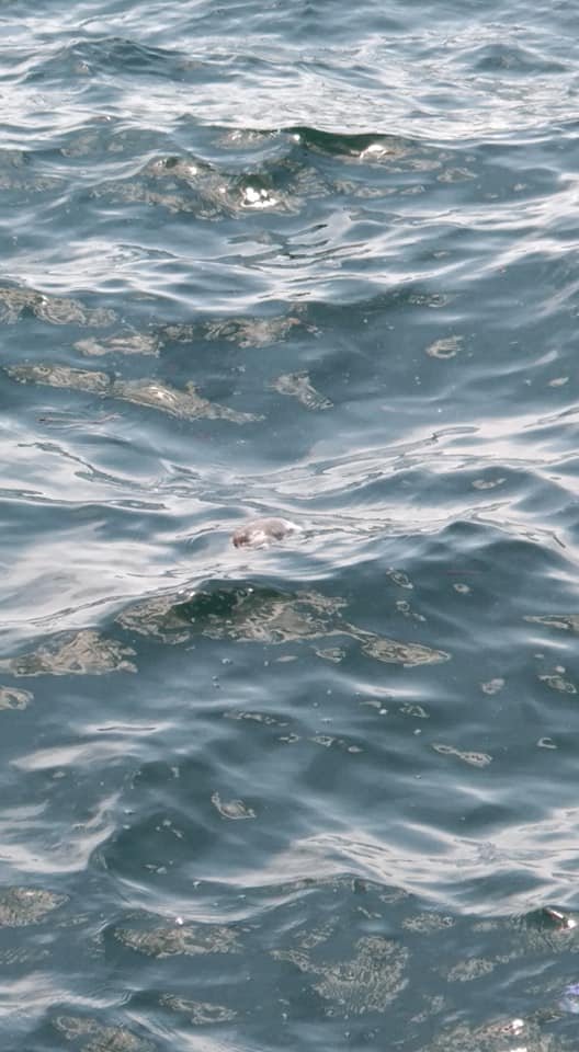 Νεκρά ποντίκια στον Θερμαϊκό -Σε όλο το μήκος της παραλιακής [εικόνες] | iefimerida.gr 1