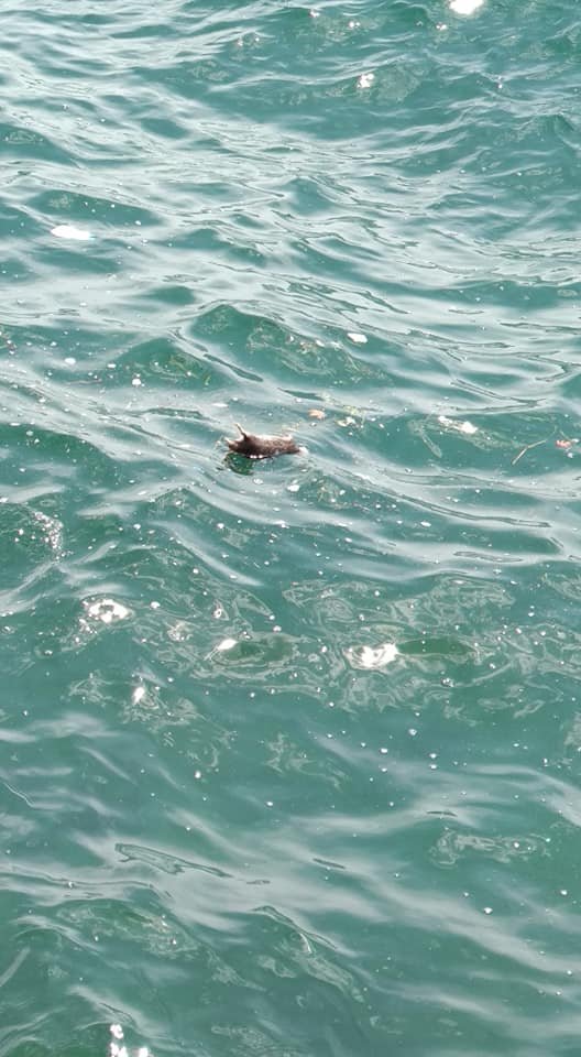 Νεκρά ποντίκια στον Θερμαϊκό -Σε όλο το μήκος της παραλιακής [εικόνες] | iefimerida.gr 2