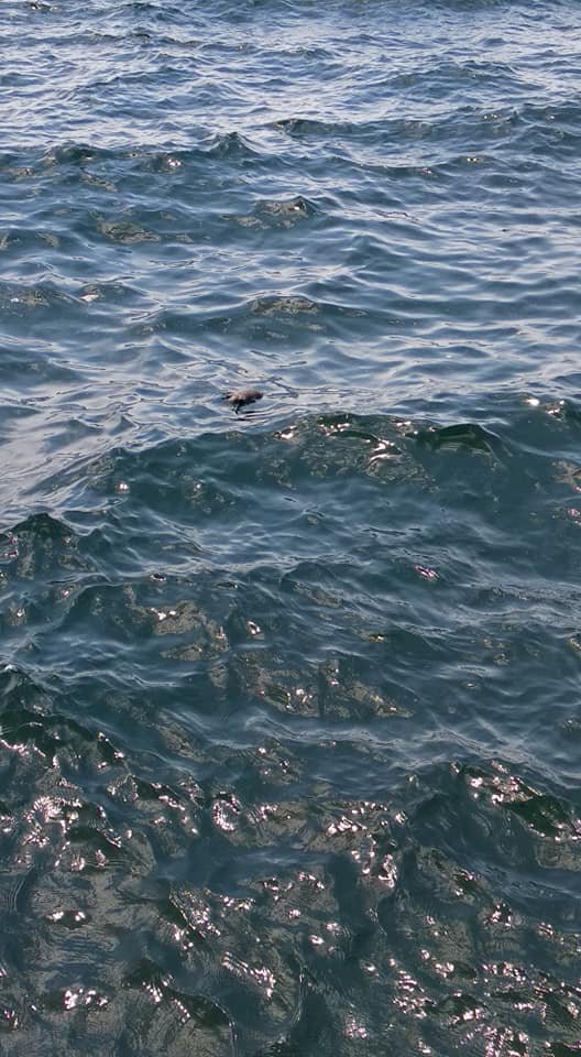 Νεκρά ποντίκια στον Θερμαϊκό -Σε όλο το μήκος της παραλιακής [εικόνες] | iefimerida.gr 0