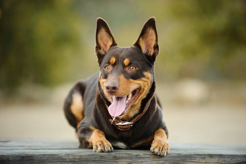 Φωτογραφία- Αρχείου:Shutterstock