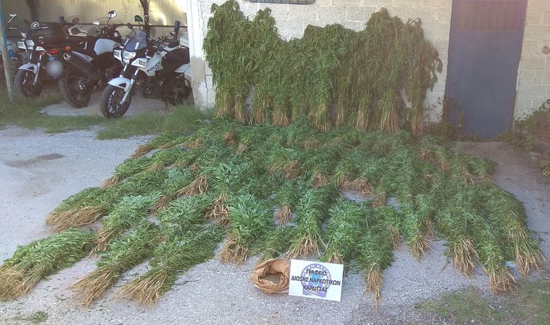 Καρδίτσα: Δεν το... πίστευαν ούτε οι Αρχές -Εντόπισαν χασισοφυτείες με 10.500 δενδρύλλια [εικόνες & βίντεο] | iefimerida.gr 2