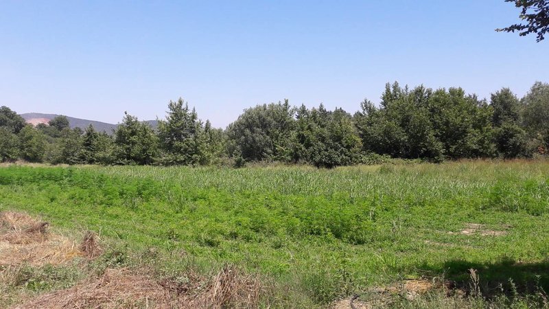 Καρδίτσα: Δεν το... πίστευαν ούτε οι Αρχές -Εντόπισαν χασισοφυτείες με 10.500 δενδρύλλια [εικόνες & βίντεο] | iefimerida.gr 1