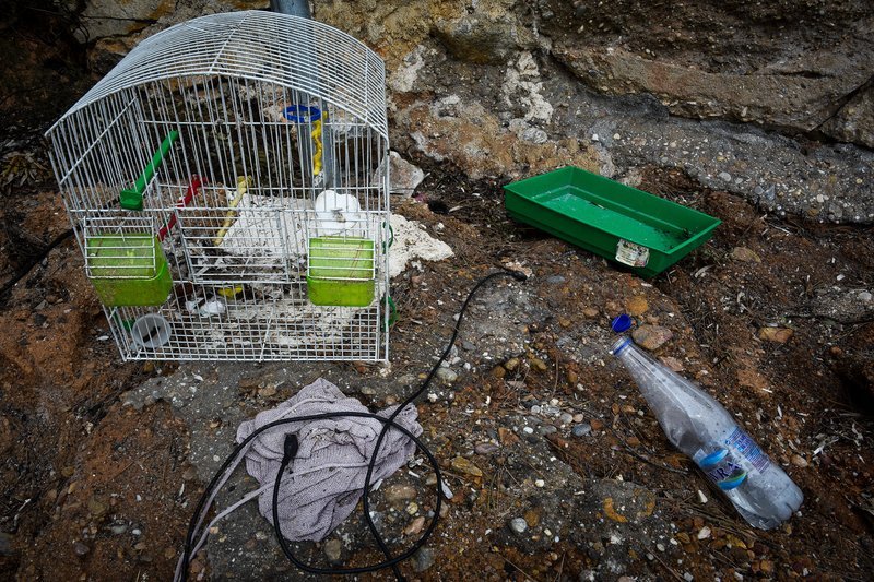 Λαχτάρισε αλλά σώθηκε το πουλί στο Μάτι Αττικής