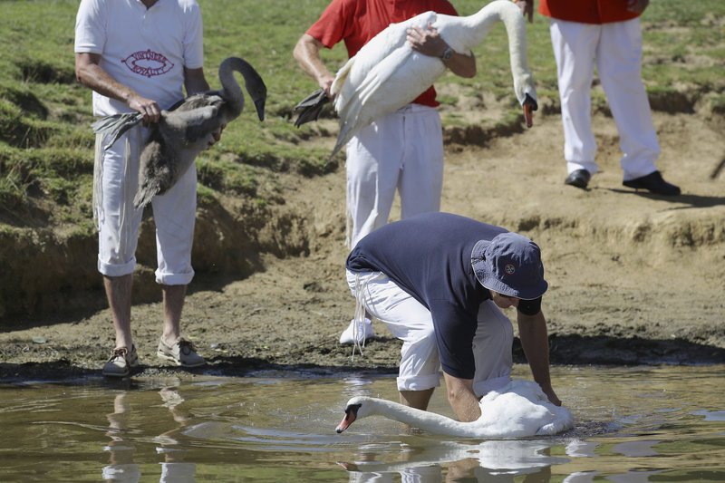 Βρετανία: Επί 5 μέρες μετρούν πόσους κύκνους έχει η βασίλισσα στον Τάμεση! [εικόνες] | iefimerida.gr 3
