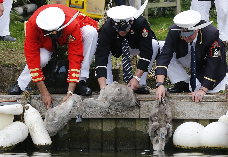 Βρετανία: Επί 5 μέρες μετρούν πόσους κύκνους έχει η βασίλισσα στον Τάμεση! [εικόνες] | iefimerida.gr 1