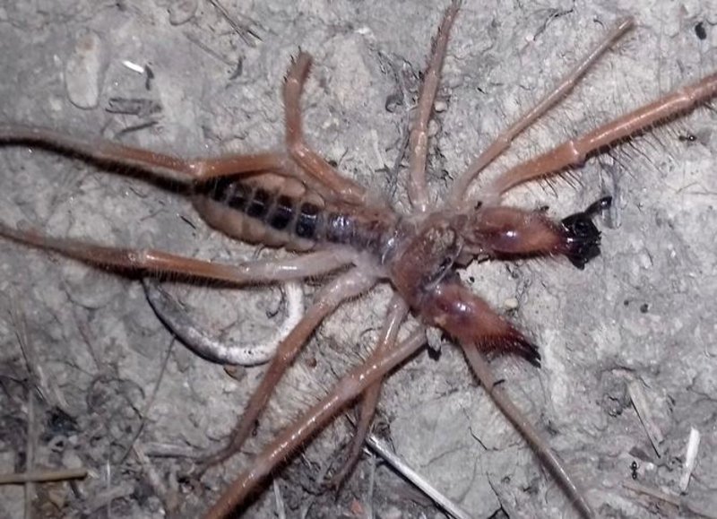 Τρίκαλα: Συναγερμός από την εμφάνιση αράχνης-σκορπιού [εικόνες] | iefimerida.gr 1