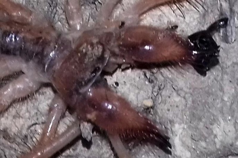 Τρίκαλα: Συναγερμός από την εμφάνιση αράχνης-σκορπιού [εικόνες] | iefimerida.gr 0