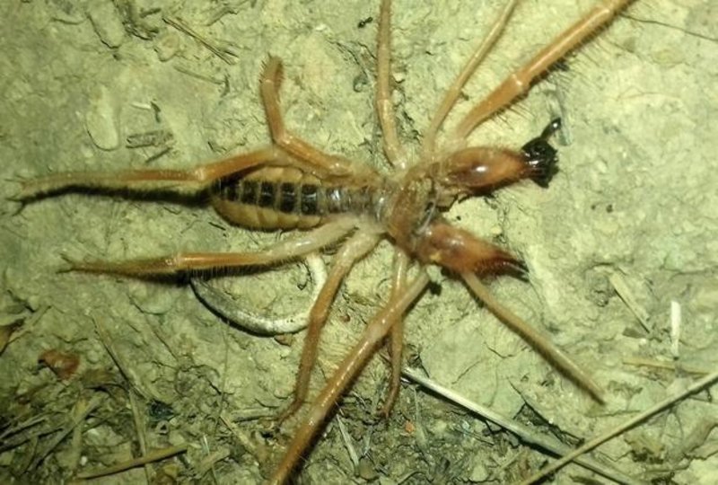 Τρίκαλα: Συναγερμός από την εμφάνιση αράχνης-σκορπιού [εικόνες] | iefimerida.gr 2