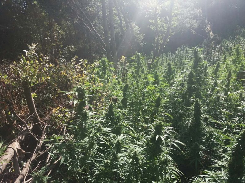 Είχαν φυτέψει «δάση» με δενδρύλλια κάνναβης στη Φθιώτιδα [εικόνες] | iefimerida.gr 4