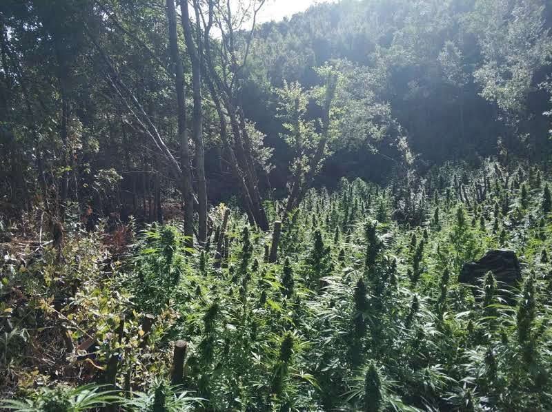 Είχαν φυτέψει «δάση» με δενδρύλλια κάνναβης στη Φθιώτιδα [εικόνες] | iefimerida.gr 3