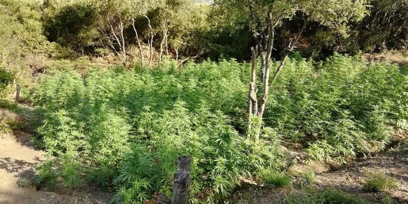 Είχαν φυτέψει «δάση» με δενδρύλλια κάνναβης στη Φθιώτιδα [εικόνες] | iefimerida.gr 2