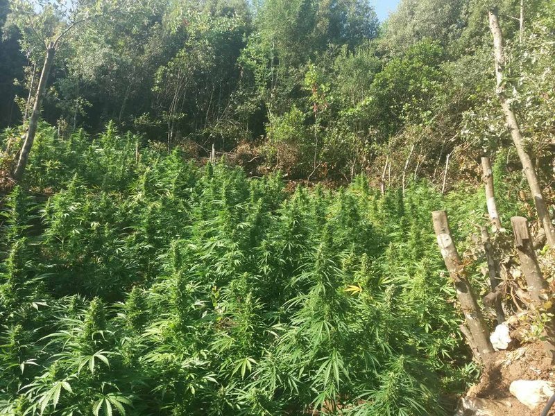 Κατασχέθηκαν περισσότερα από 1.800 δενδρύλλια