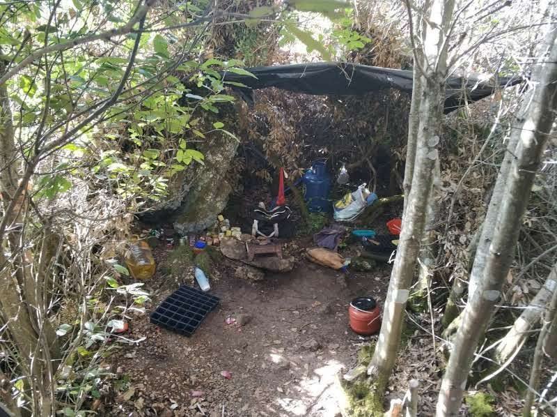 Είχαν φυτέψει «δάση» με δενδρύλλια κάνναβης στη Φθιώτιδα [εικόνες] | iefimerida.gr 6