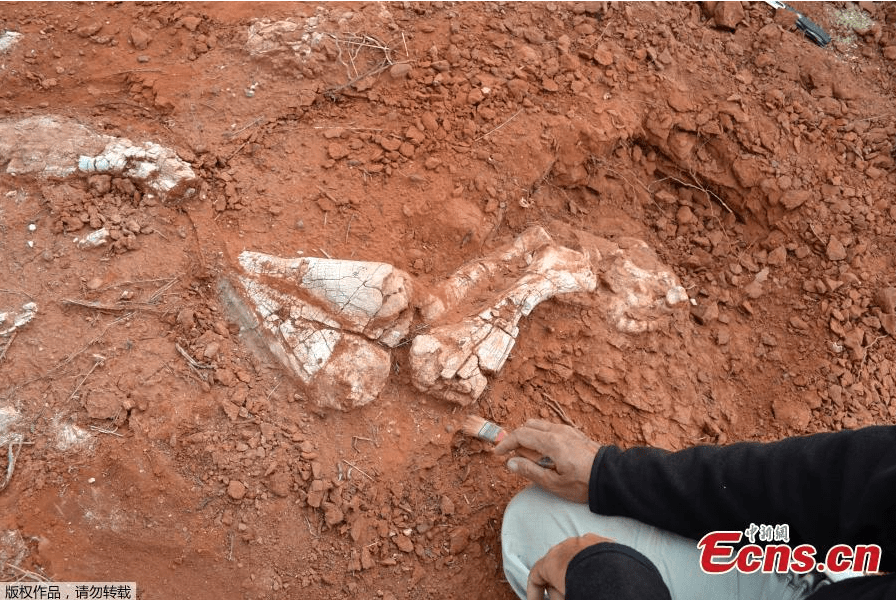 Αργεντινή: Βρήκαν κόκαλα γιγάντιου δεινόσαυρου που έζησε πριν από 200 εκατ. χρόνια [εικόνες] | iefimerida.gr 2