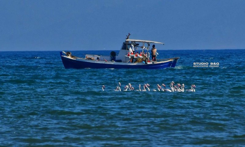 Το Ναύπλιο γέμισε με φλαμίνγκο [εικόνες] | iefimerida.gr 3