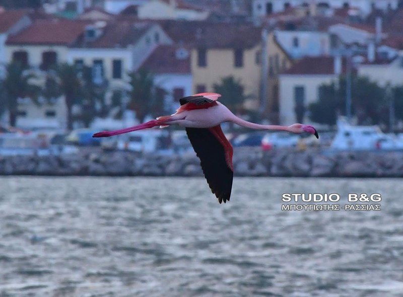 Το Ναύπλιο γέμισε με φλαμίνγκο [εικόνες] | iefimerida.gr 4
