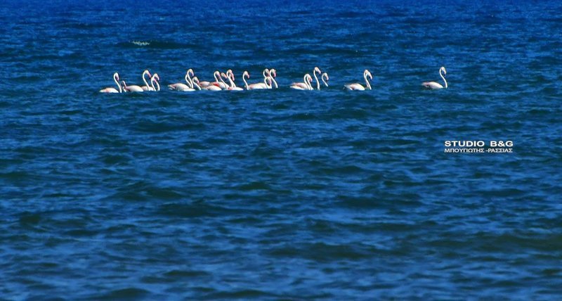 Το Ναύπλιο γέμισε με φλαμίνγκο [εικόνες] | iefimerida.gr 5
