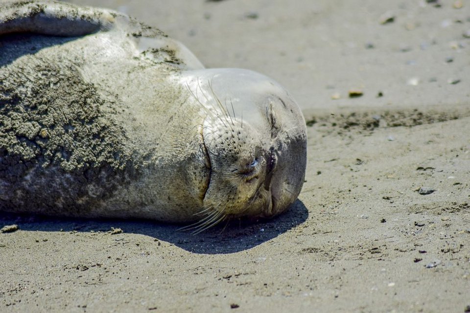 Η φώκια-μασκότ της Σκοπέλου -Βγήκε στην παραλία και... αποκοιμήθηκε με τις ώρες [εικόνες] | iefimerida.gr 5