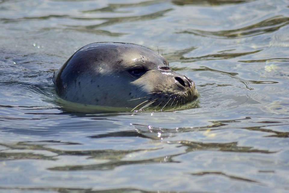 Η φώκια-μασκότ της Σκοπέλου -Βγήκε στην παραλία και... αποκοιμήθηκε με τις ώρες [εικόνες] | iefimerida.gr 4