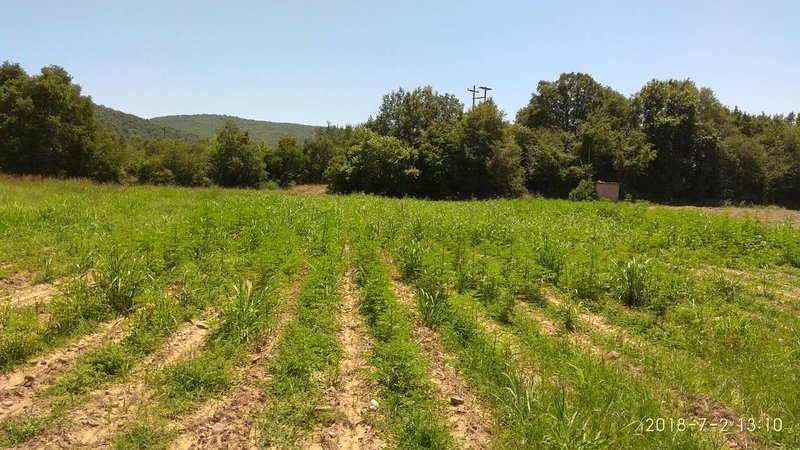 Ανατροπή στην υπόθεση των 10.564 δενδρυλλίων κάνναβης στην Καρδίτσα -Αφέθηκε ελεύθερος ο 44χρονος [εικόνες] | iefimerida.gr 1