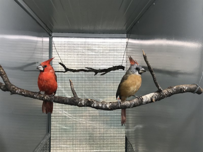 Σπάνια και εξωτικά πτηνά γεννιούνται στην Αττική -Μόλις 16 χλμ. από το κέντρο της Αθήνας [εικόνες] | iefimerida.gr 0