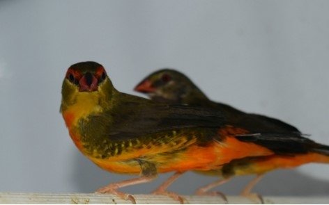 Σπάνια και εξωτικά πτηνά γεννιούνται στην Αττική -Μόλις 16 χλμ. από το κέντρο της Αθήνας [εικόνες] | iefimerida.gr 2