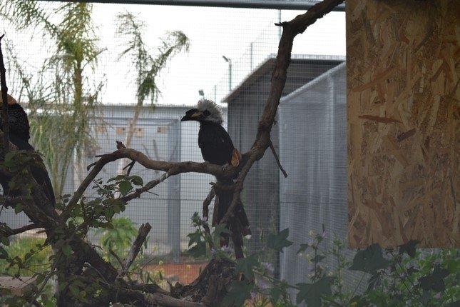 Σπάνια και εξωτικά πτηνά γεννιούνται στην Αττική -Μόλις 16 χλμ. από το κέντρο της Αθήνας [εικόνες] | iefimerida.gr 1