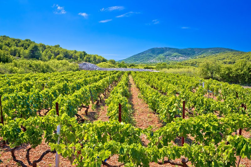 Η Βις είναι γνωστή για το εξαιρετικό κρασί της