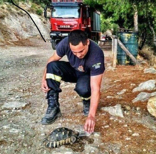 Ανδρας της πυροσβεστικής ποτίζει μια χελώνα