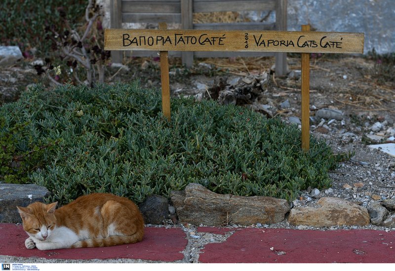 Βαπόρια: Ισως η ομορφότερη συνοικία της Σύρου με τα καπετανόσπιτα -Μοιάζουν να κρέμονται από τα βράχια [εικόνες] | iefimerida.gr 5