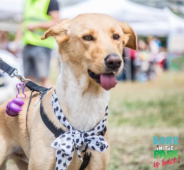 Στη Θεσσαλονίκη δημιούργησαν το Doggo: Το πρώτο facebook για σκύλους! | iefimerida.gr 0