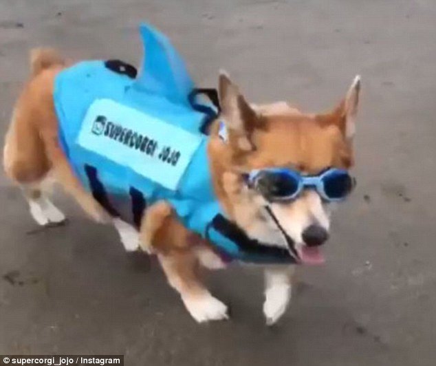 Τζότζο: O σκύλος- surfer που έχει τρελάνει το Instagram -Σκύβει και ισορροπεί σαν επαγγελματίας [εικόνες & βίντεο] | iefimerida.gr 1