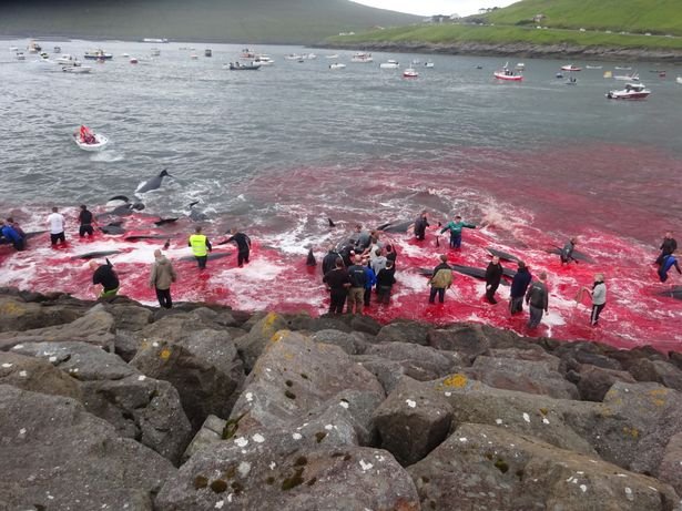 Το πιο βάρβαρο έθιμο: Η ανελέητη σφαγή φαλαινών στα νησιά Φερόε [εικόνες & βίντεο] | iefimerida.gr 0