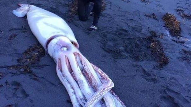 Ανδρας ξαπλώνει δίπλα σε γιγαντιαίο καλαμάρι-τρόμος, που ξεβράστηκε στην Νέα Ζηλανδία [εικόνες] | iefimerida.gr 0