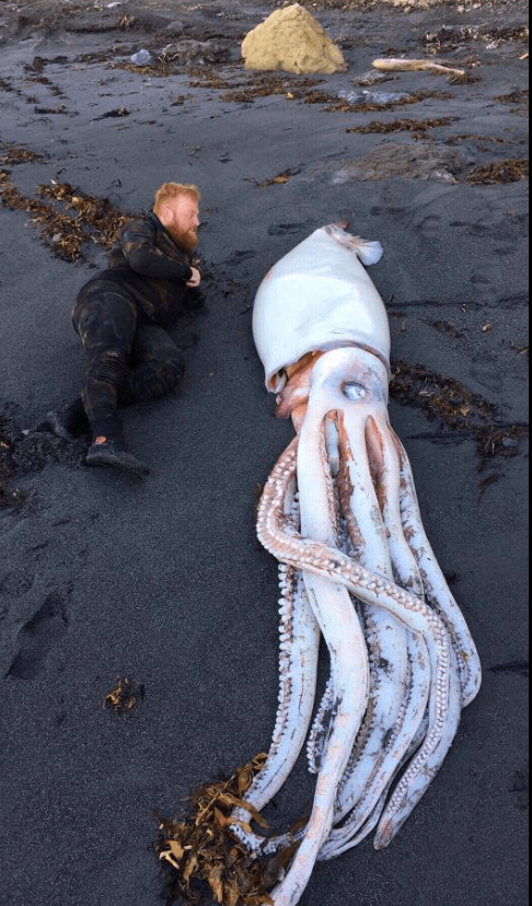 Ανδρας ξαπλώνει δίπλα σε γιγαντιαίο καλαμάρι-τρόμος, που ξεβράστηκε στην Νέα Ζηλανδία [εικόνες] | iefimerida.gr 4