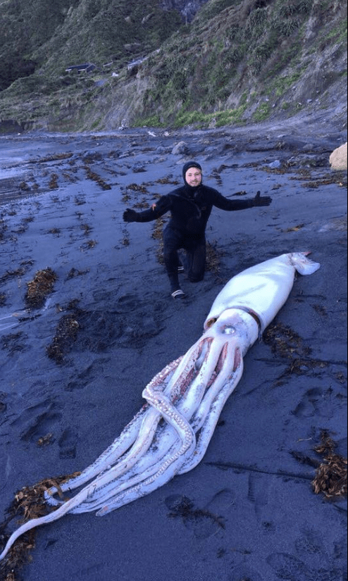 Ανδρας ξαπλώνει δίπλα σε γιγαντιαίο καλαμάρι-τρόμος, που ξεβράστηκε στην Νέα Ζηλανδία [εικόνες] | iefimerida.gr 3