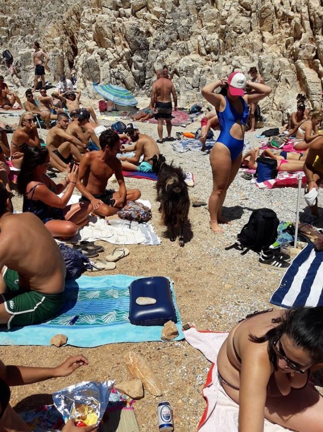 Ατρόμητη κυκλοφορούσε ανάμεσα στους λουόμενους η κατσίκα. Φωτογραφία: e-kriti