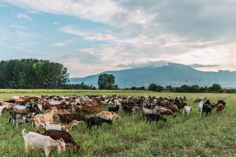 Μενοίκιο: Το κατσικίσιο τυρί της Δράμας που αναμένεται να κάνει θραύση σε Βρυξέλλες και Ντουμπάι [εικόνες] | iefimerida.gr 1