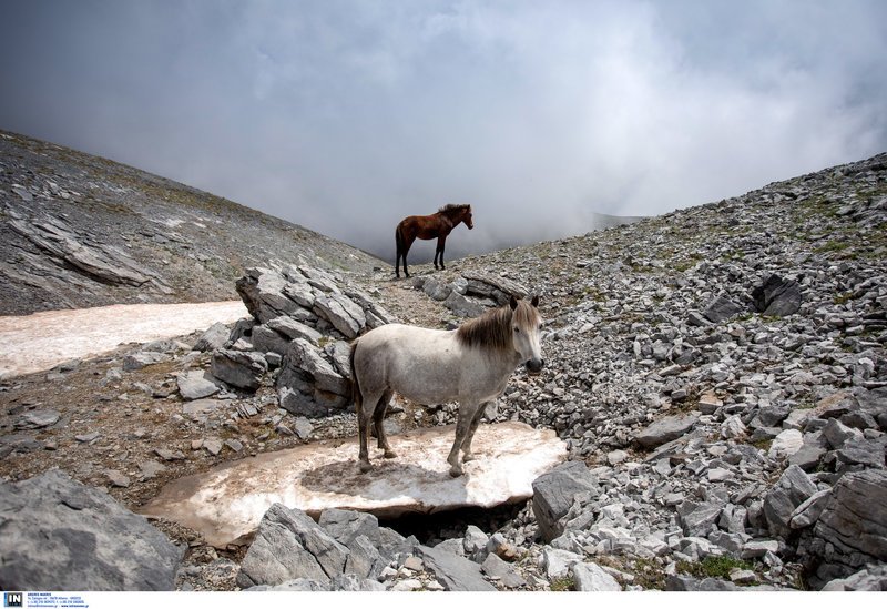 Τα πανέμορφα άγρια άλογα του Ολύμπου -Οι απόγονοι του Βουκεφάλα καλπάζουν ελεύθεροι και μαγεύουν τους επισκέπτες [εικόνες] | iefimerida.gr 7