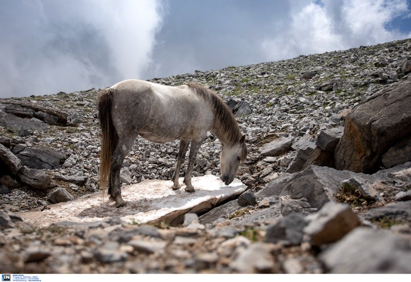 Τα πανέμορφα άγρια άλογα του Ολύμπου -Οι απόγονοι του Βουκεφάλα καλπάζουν ελεύθεροι και μαγεύουν τους επισκέπτες [εικόνες] | iefimerida.gr 2