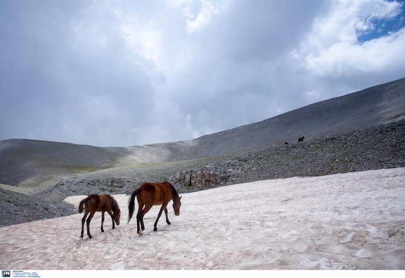 Τα πανέμορφα άγρια άλογα του Ολύμπου -Οι απόγονοι του Βουκεφάλα καλπάζουν ελεύθεροι και μαγεύουν τους επισκέπτες [εικόνες] | iefimerida.gr 4