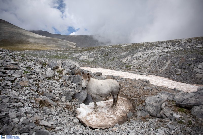Τα πανέμορφα άγρια άλογα του Ολύμπου -Οι απόγονοι του Βουκεφάλα καλπάζουν ελεύθεροι και μαγεύουν τους επισκέπτες [εικόνες] | iefimerida.gr 5