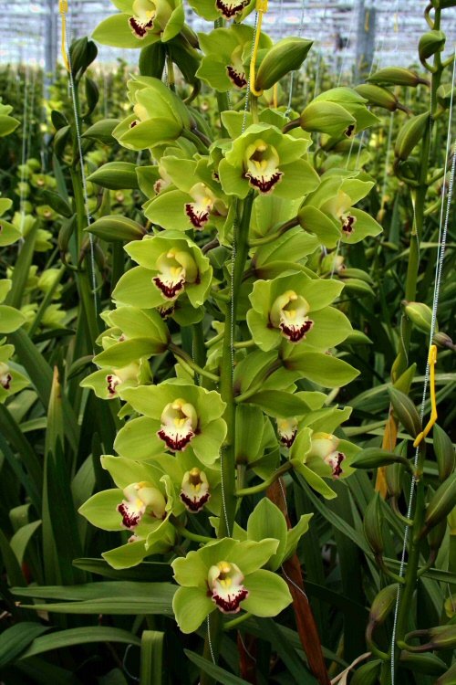 Γιακουμής Αμυρσώνης: Ο άνθρωπος που «έφερε» την ορχιδέα στην Ελλάδα πριν από 40 χρόνια [εικόνες] | iefimerida.gr 6