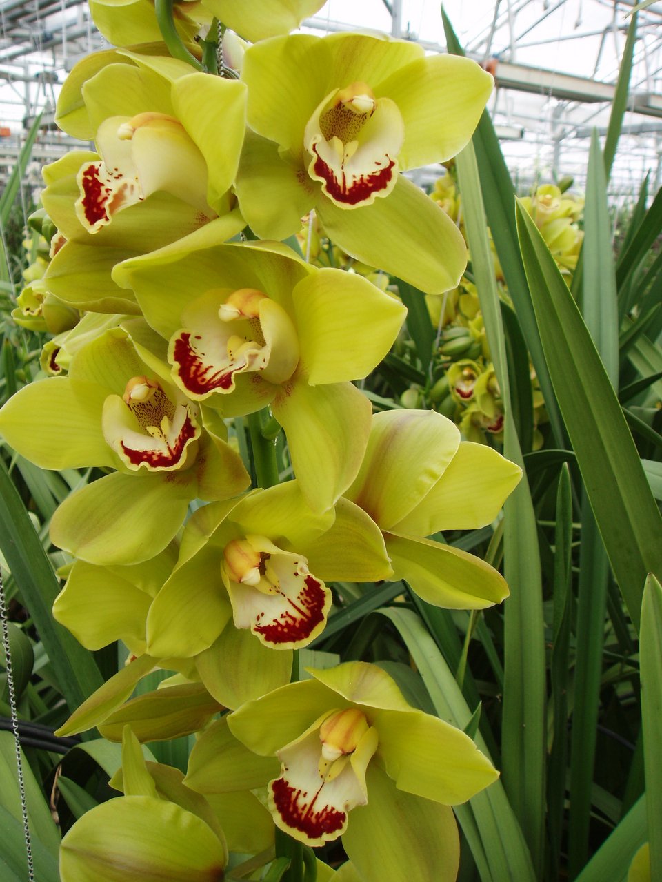 Γιακουμής Αμυρσώνης: Ο άνθρωπος που «έφερε» την ορχιδέα στην Ελλάδα πριν από 40 χρόνια [εικόνες] | iefimerida.gr 5